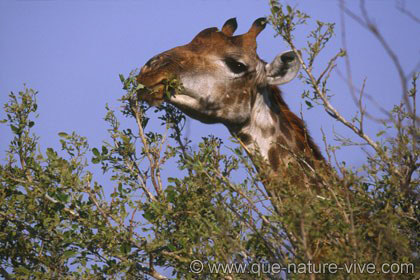 Girafe se nourrissant 2